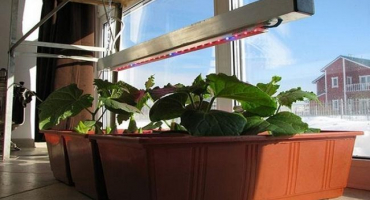 Jak vyrobit zahradní postel na parapetu a co pěstovat na domácí zahradě